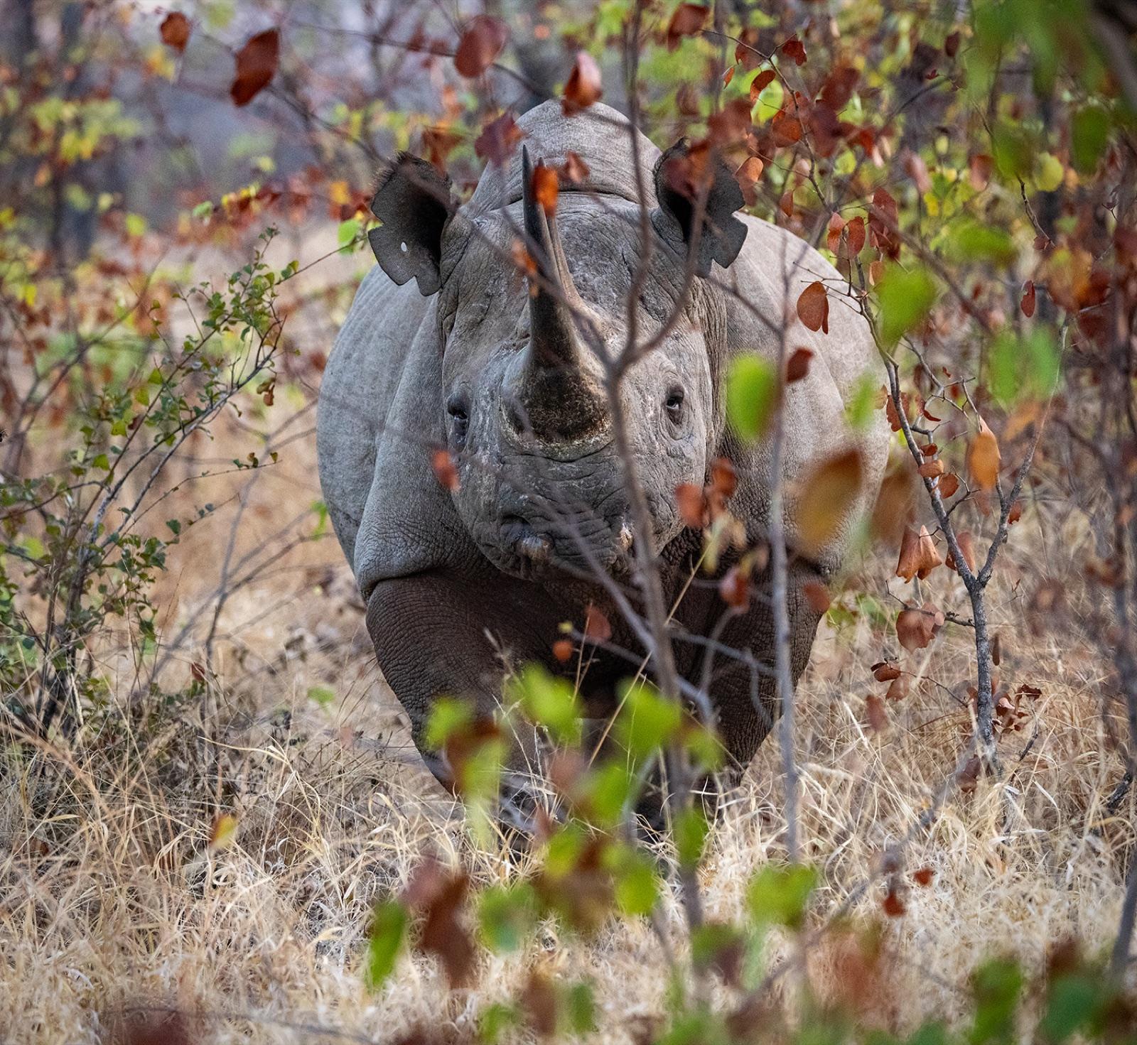 The Rhino Walk