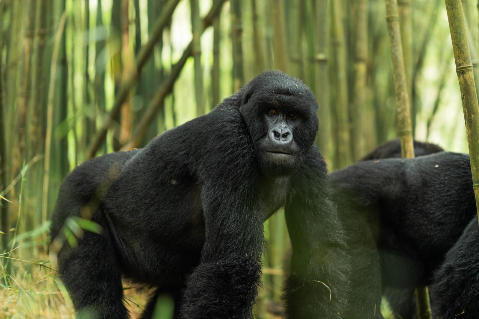 Two Gorilla Treks