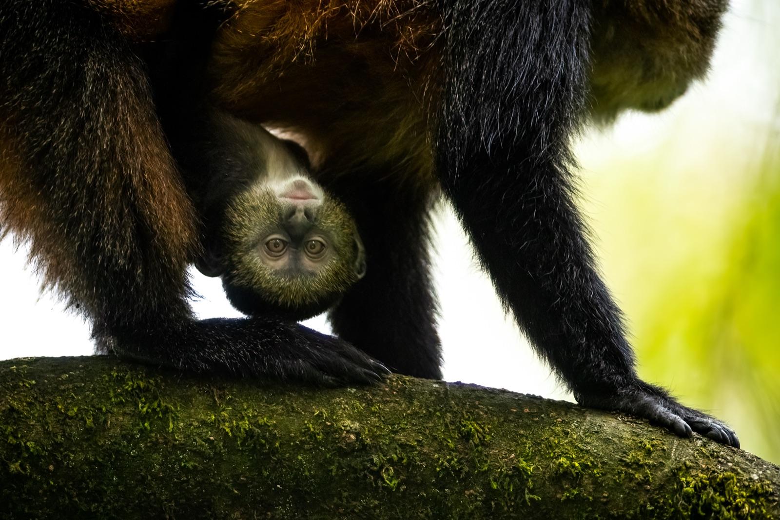 Golden Monkeys