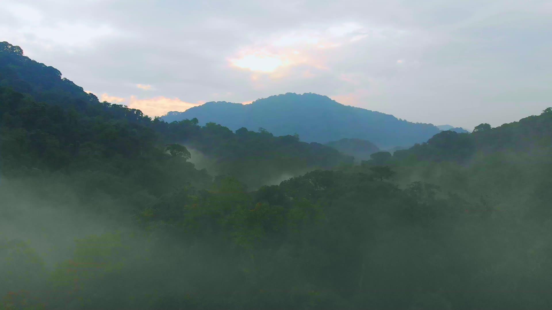 Deep in Gorilla Country