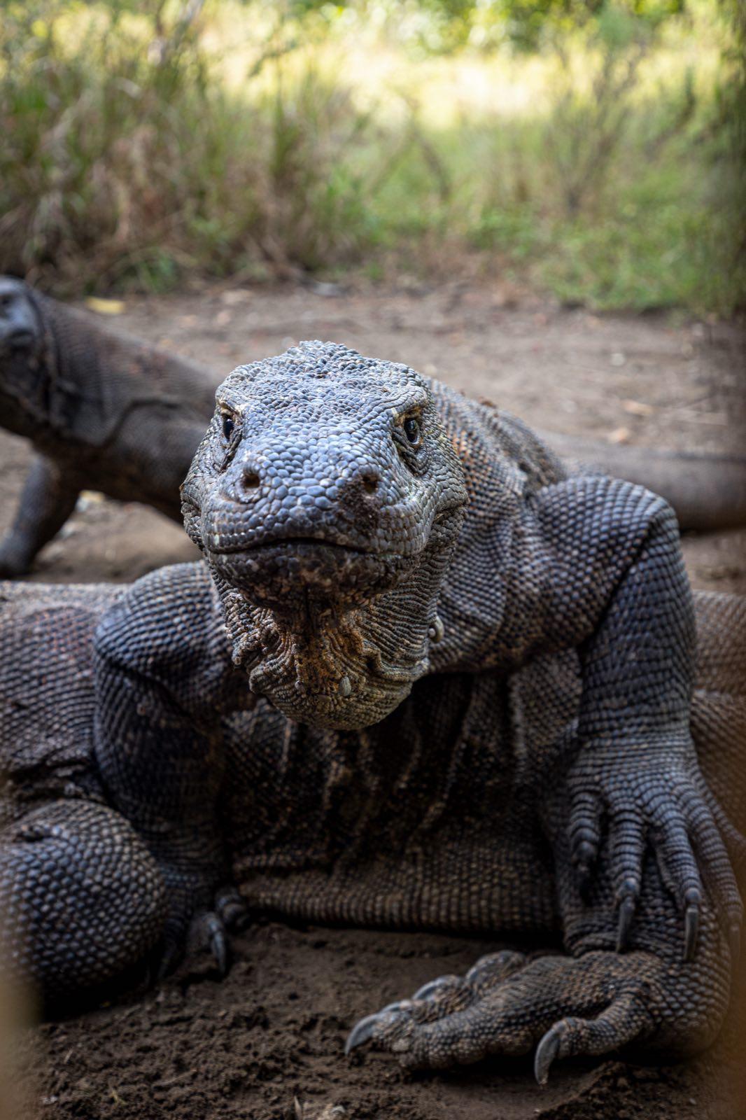 Komodo Dragons