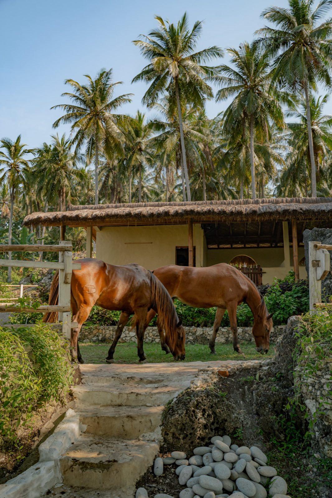 NIHI Sumba May JOE03351