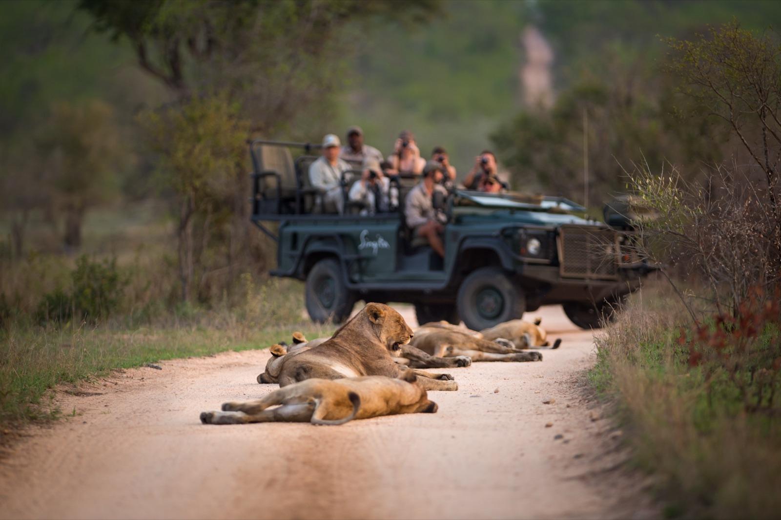 Big Cat Country