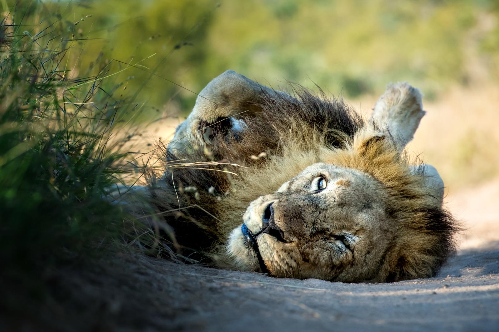 leopard-country — 10