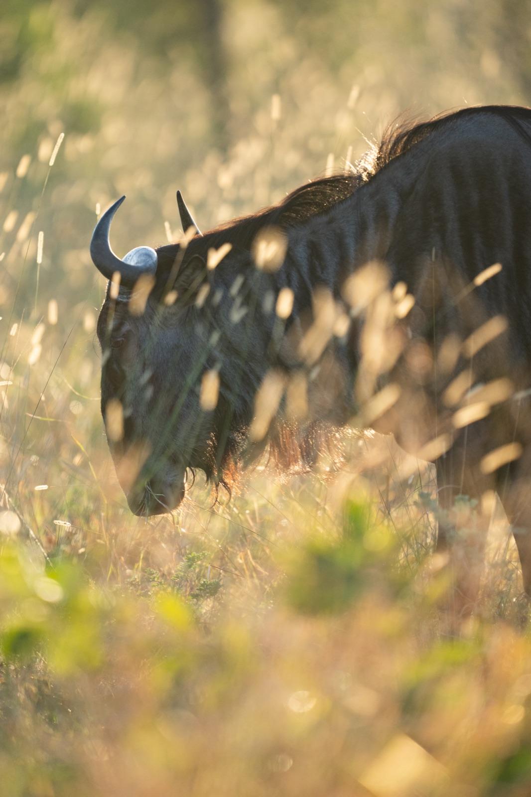 leopard-country — 15