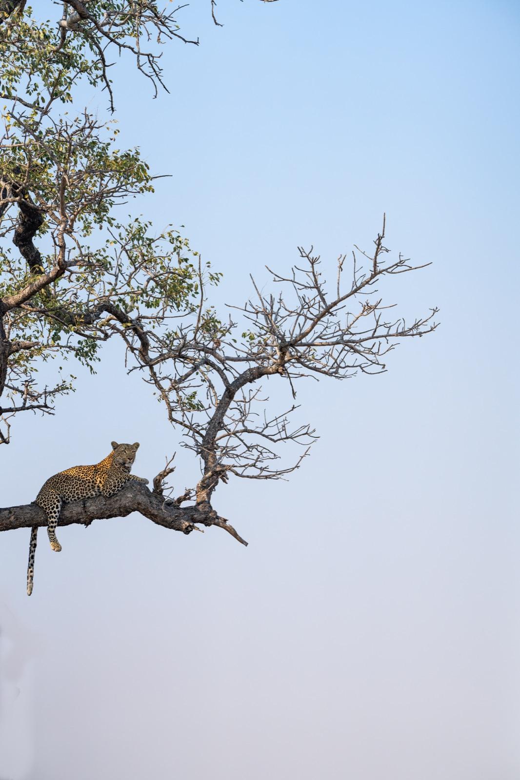 leopard-country — 16