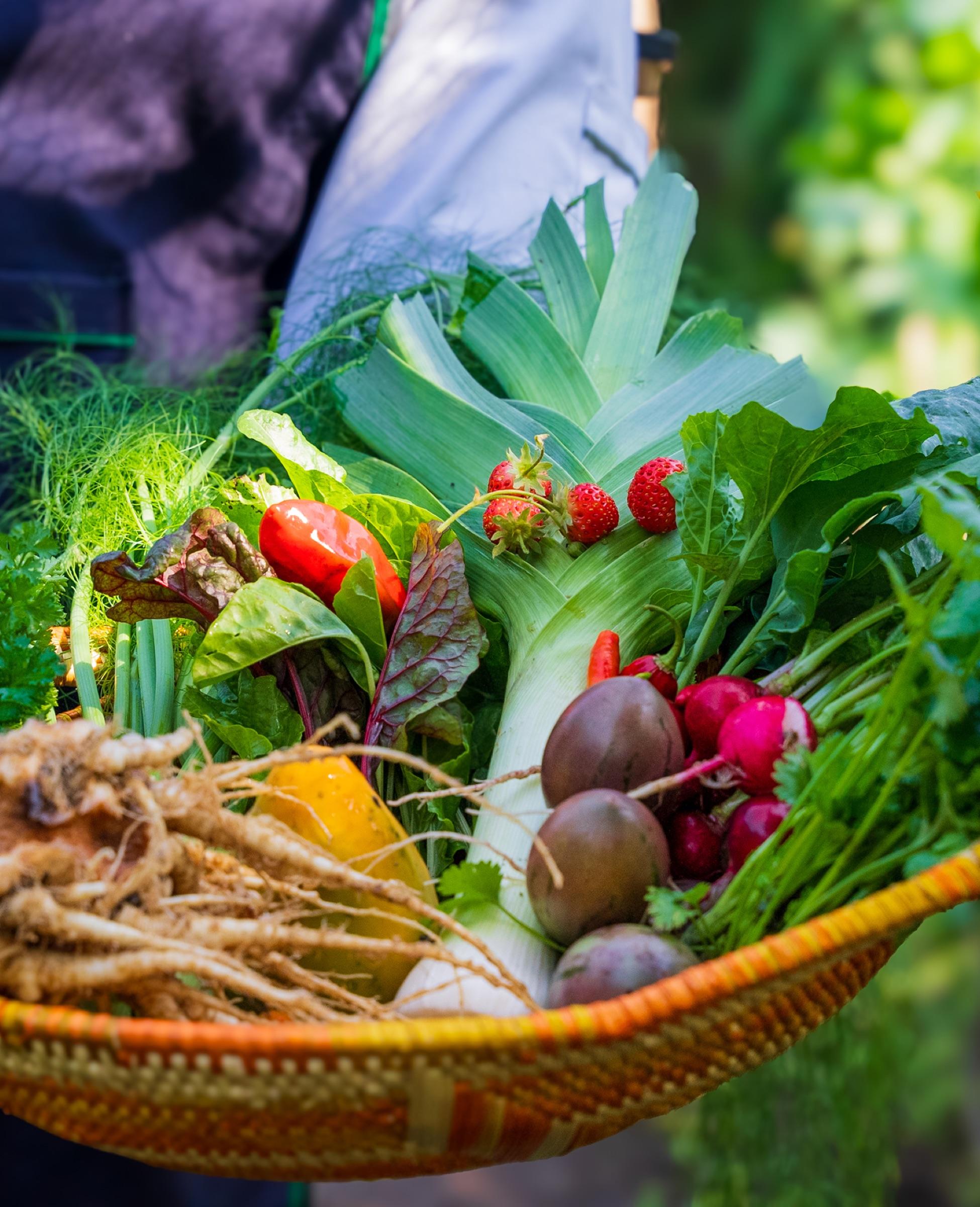 Organic Garden Dining
