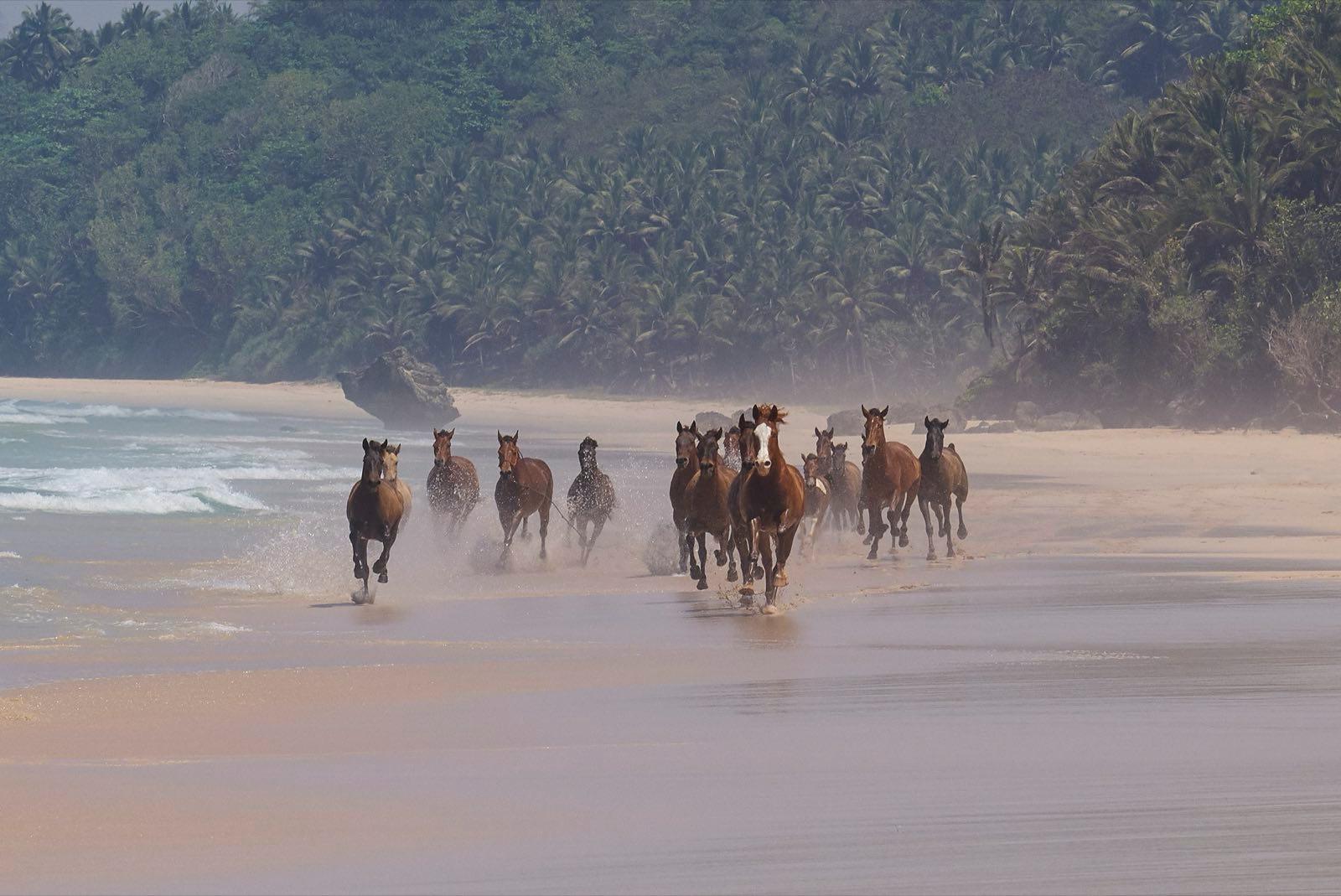 NeilDankoff HorsesRunning