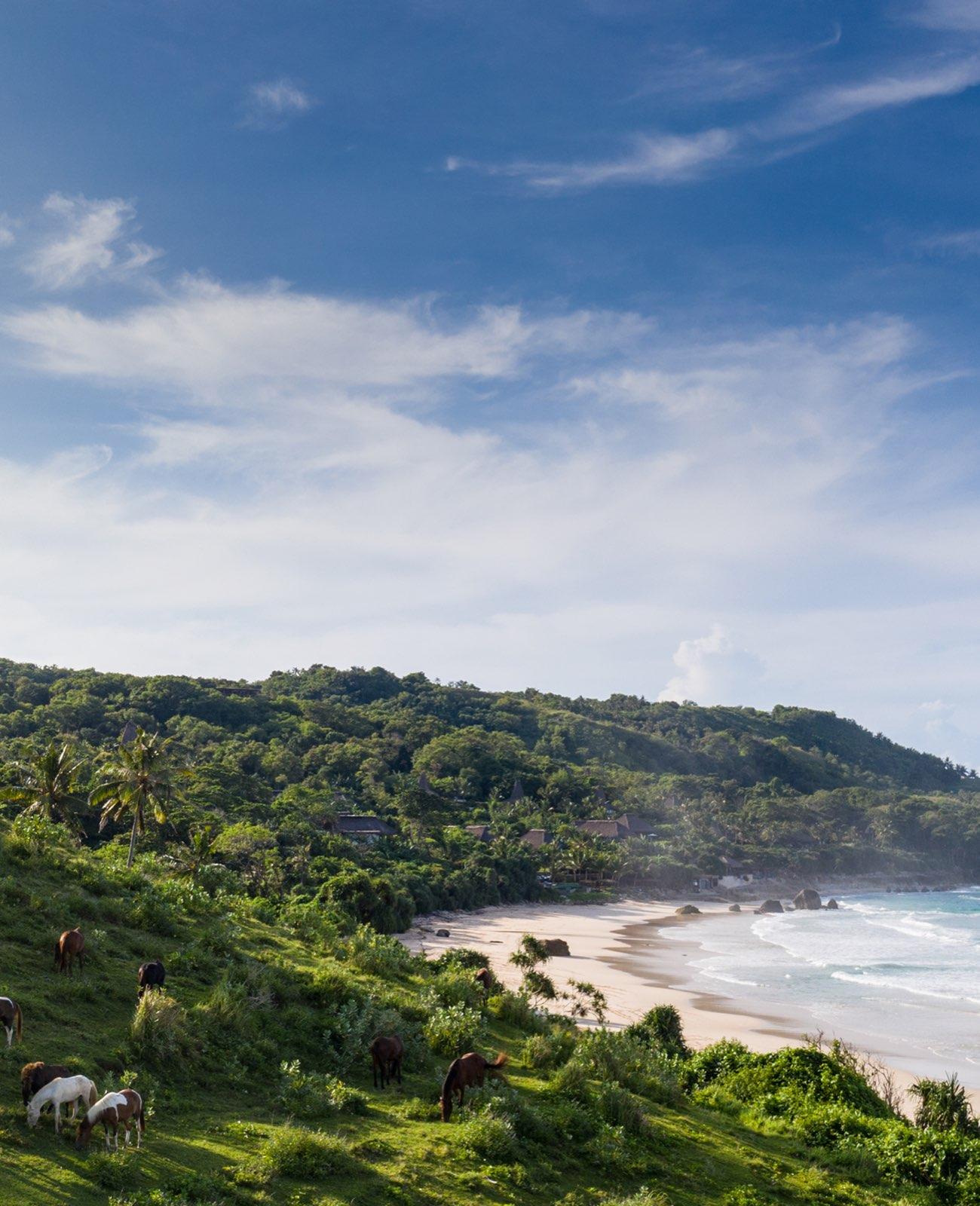 Surfari Coastline
