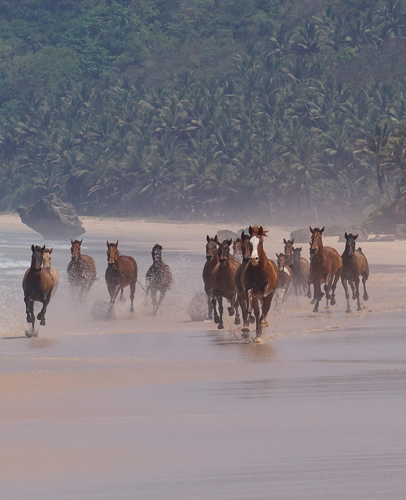 Sumbanese Coastline
