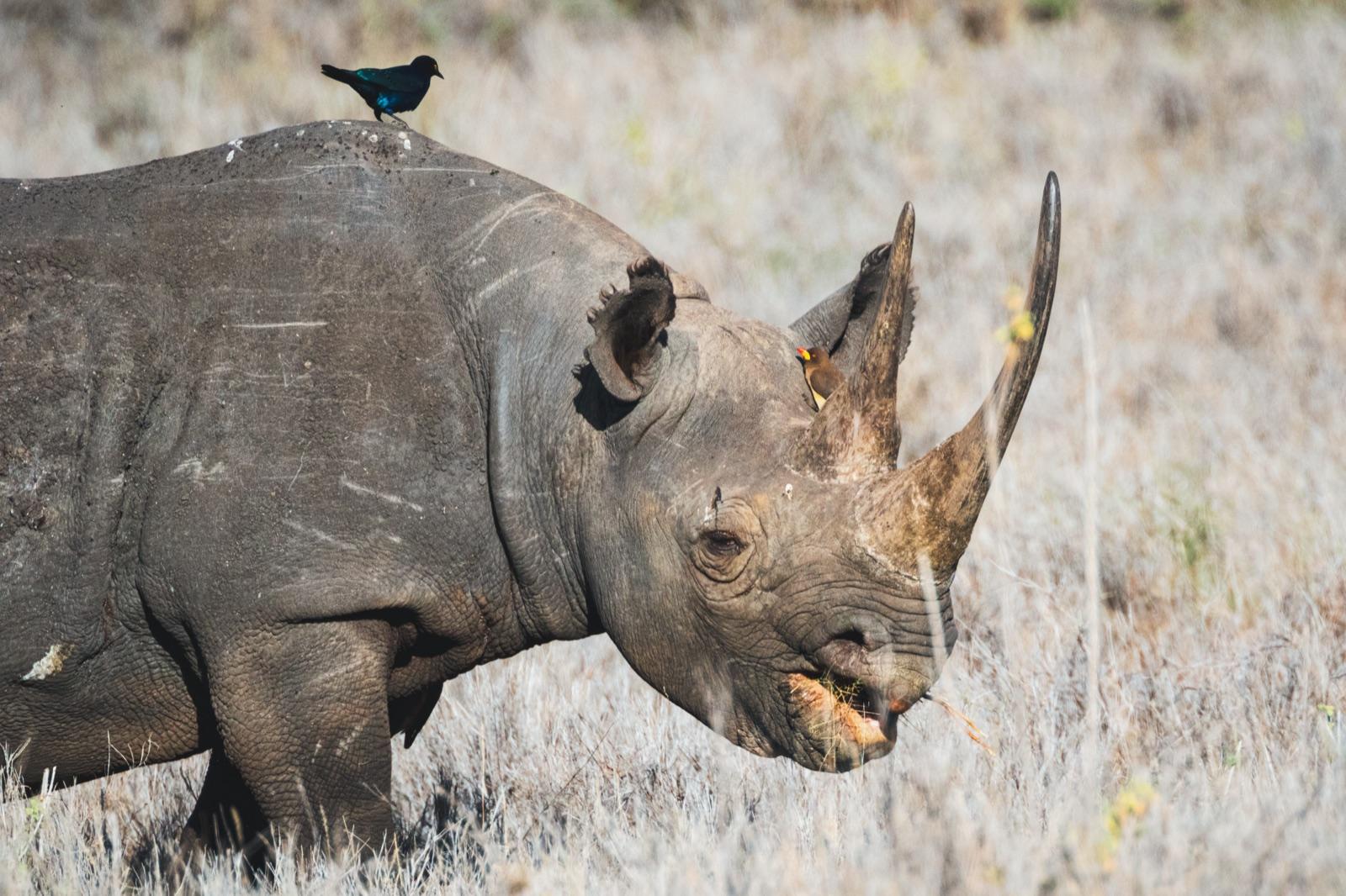 Black Rhino on Foot