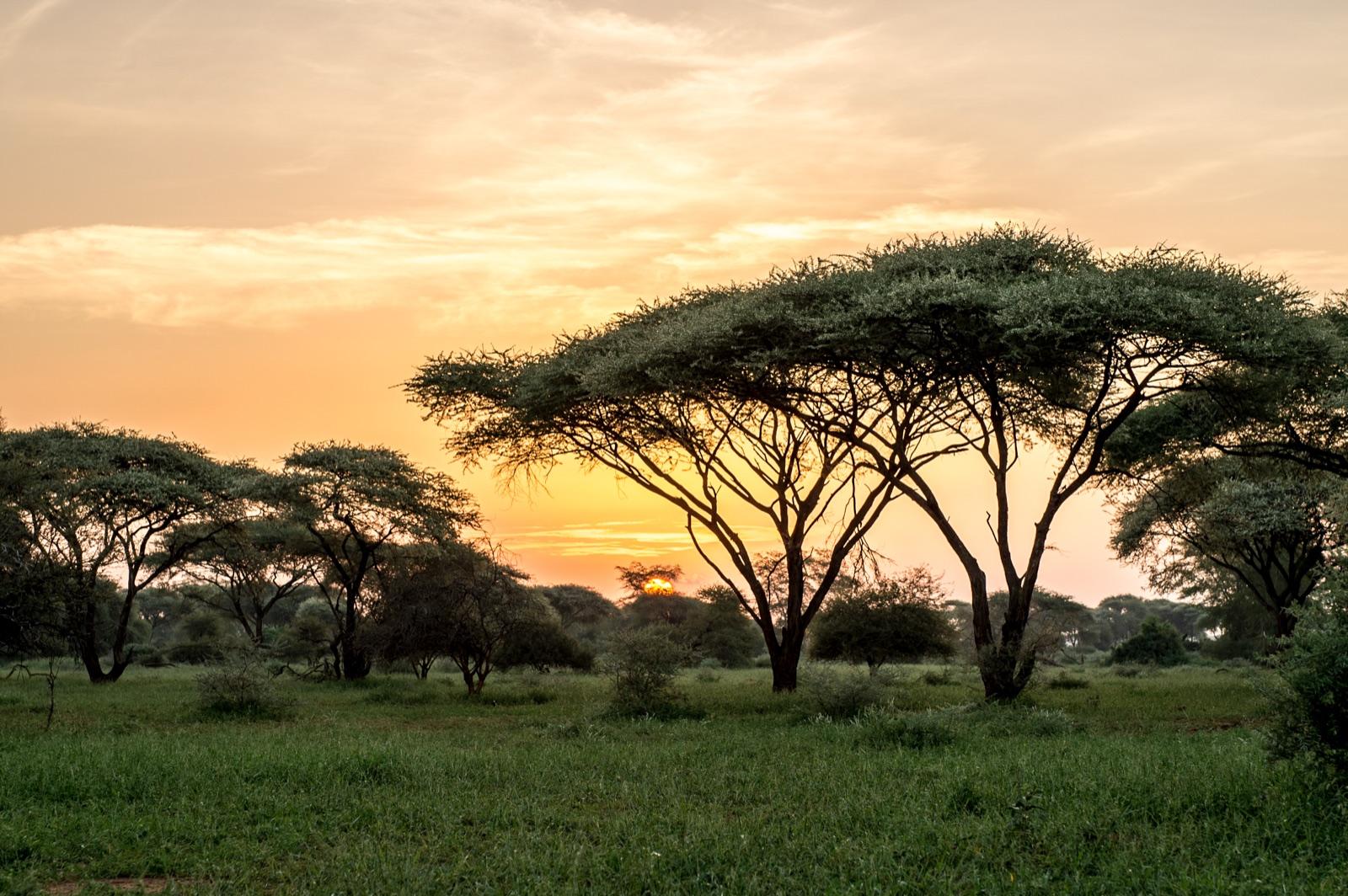 The Malilangwe Trust