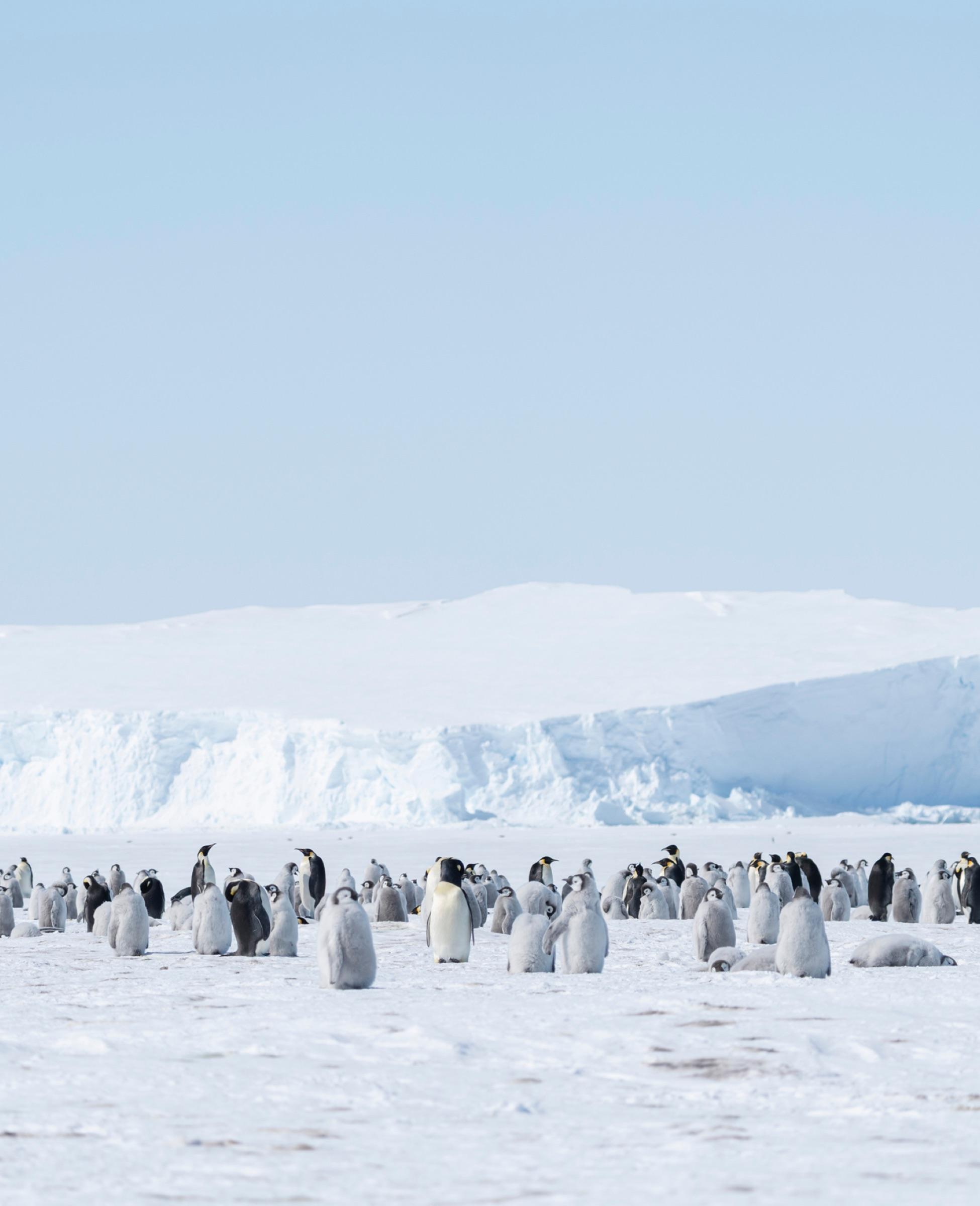 A Colony of Thousands