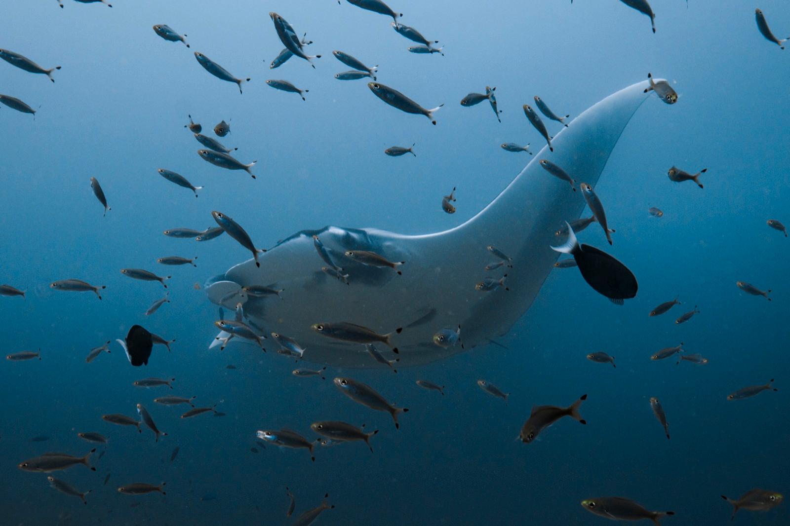 Manta Waters