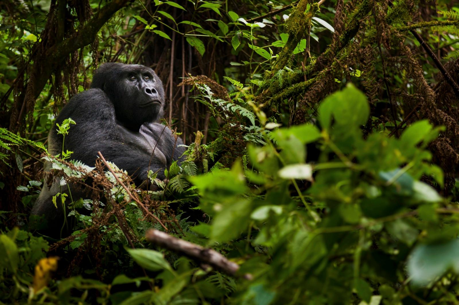 The Humble Silverback