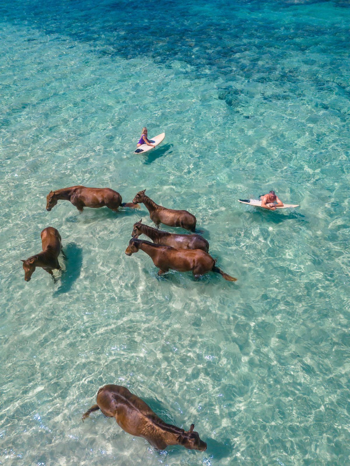 Swimming with Horses