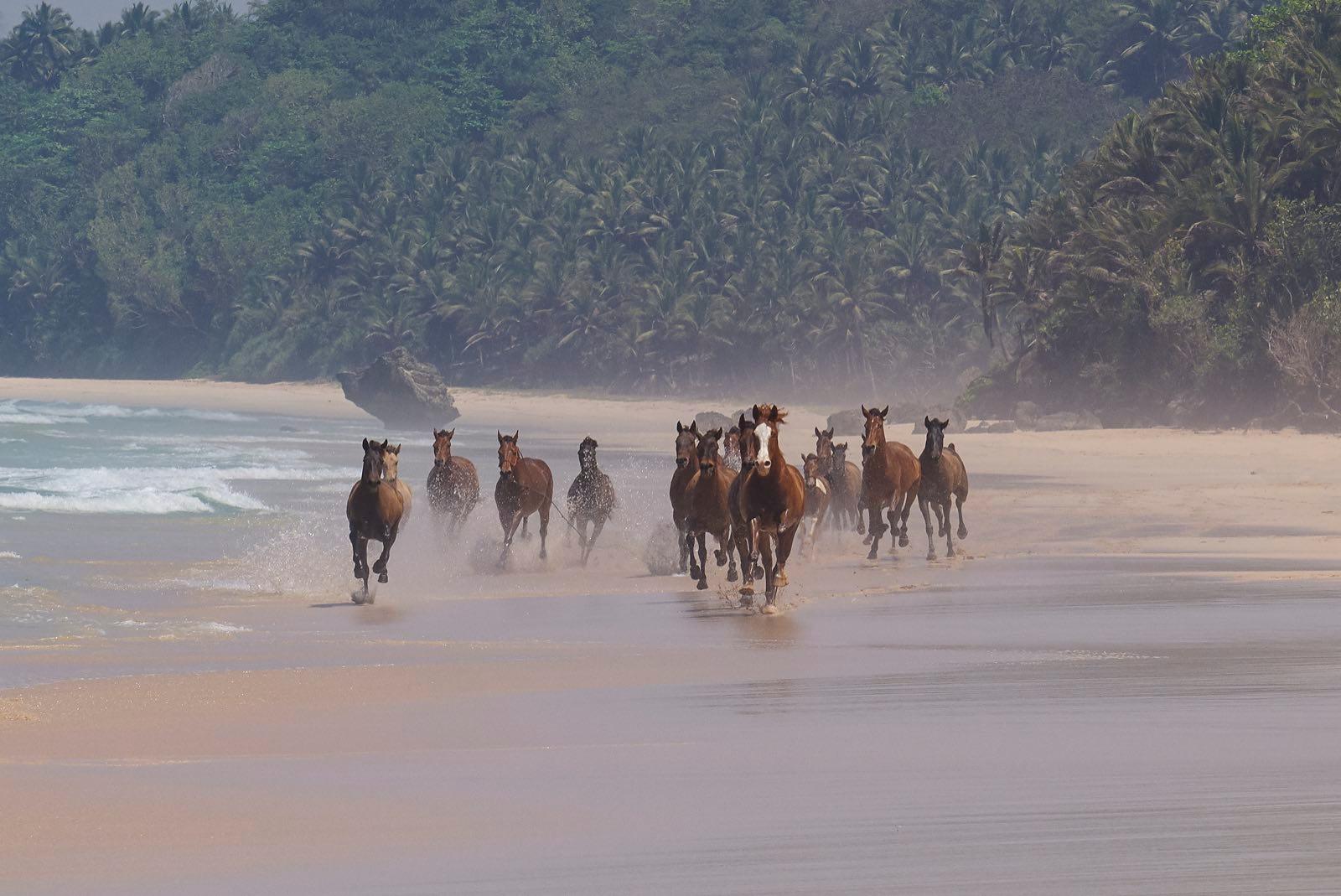 Sumbanese Horses