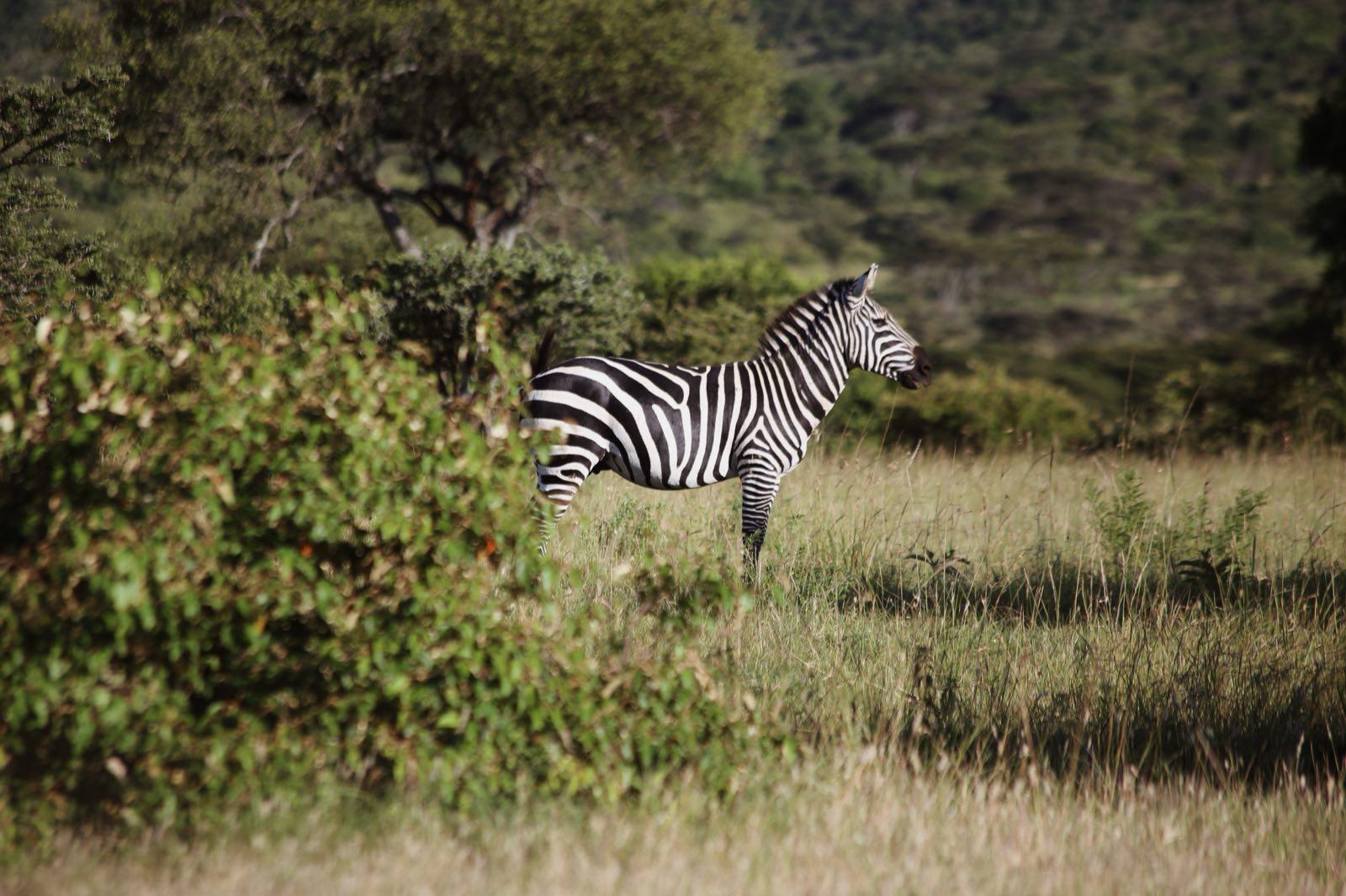 a-century-in-the-wild — 6