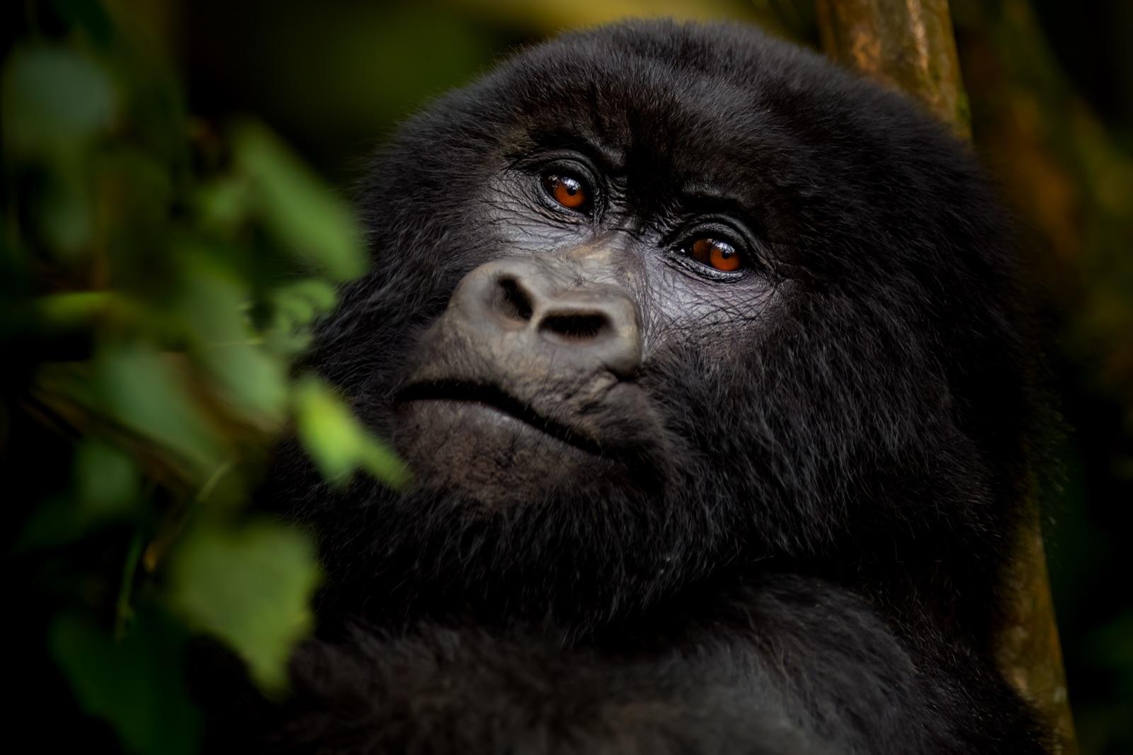 The Gorillas