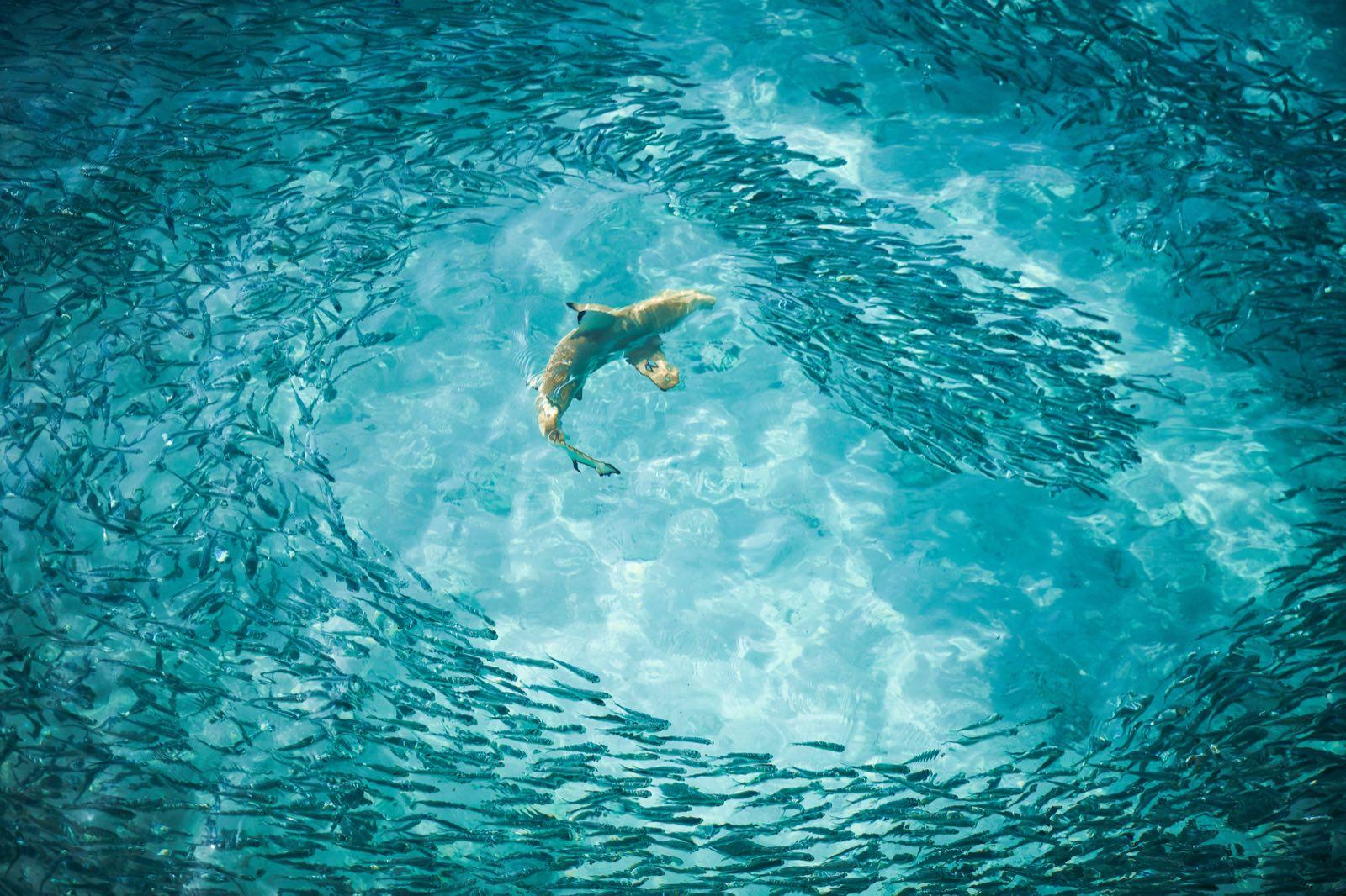 the-house-of-fushi — 36