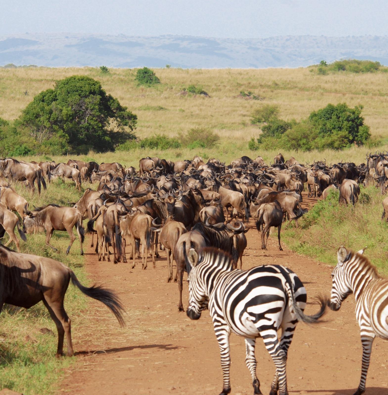 A wildebeest crossing the Mara River