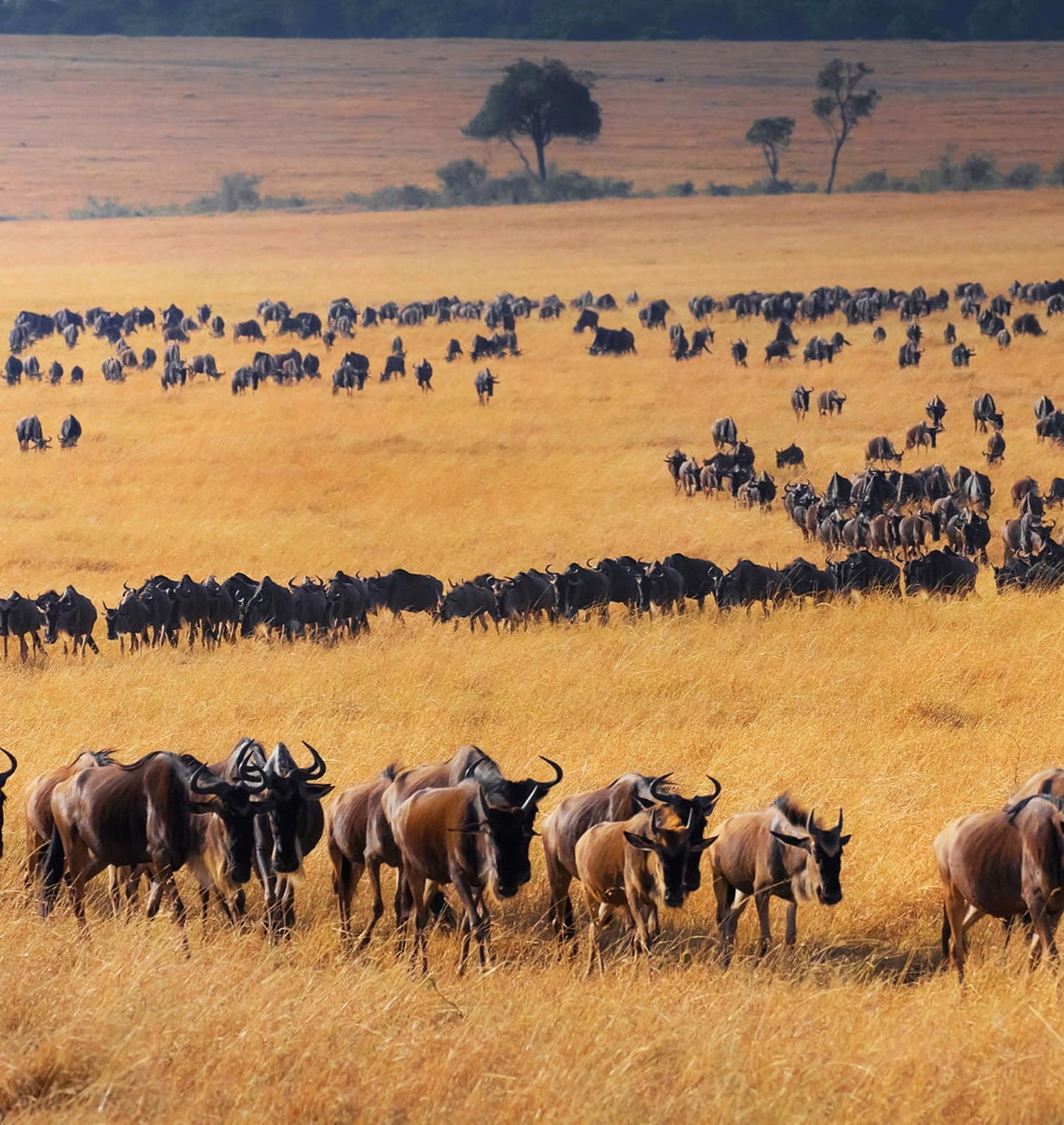 Why the Great Migration Is Unlike Anything Else on Earth