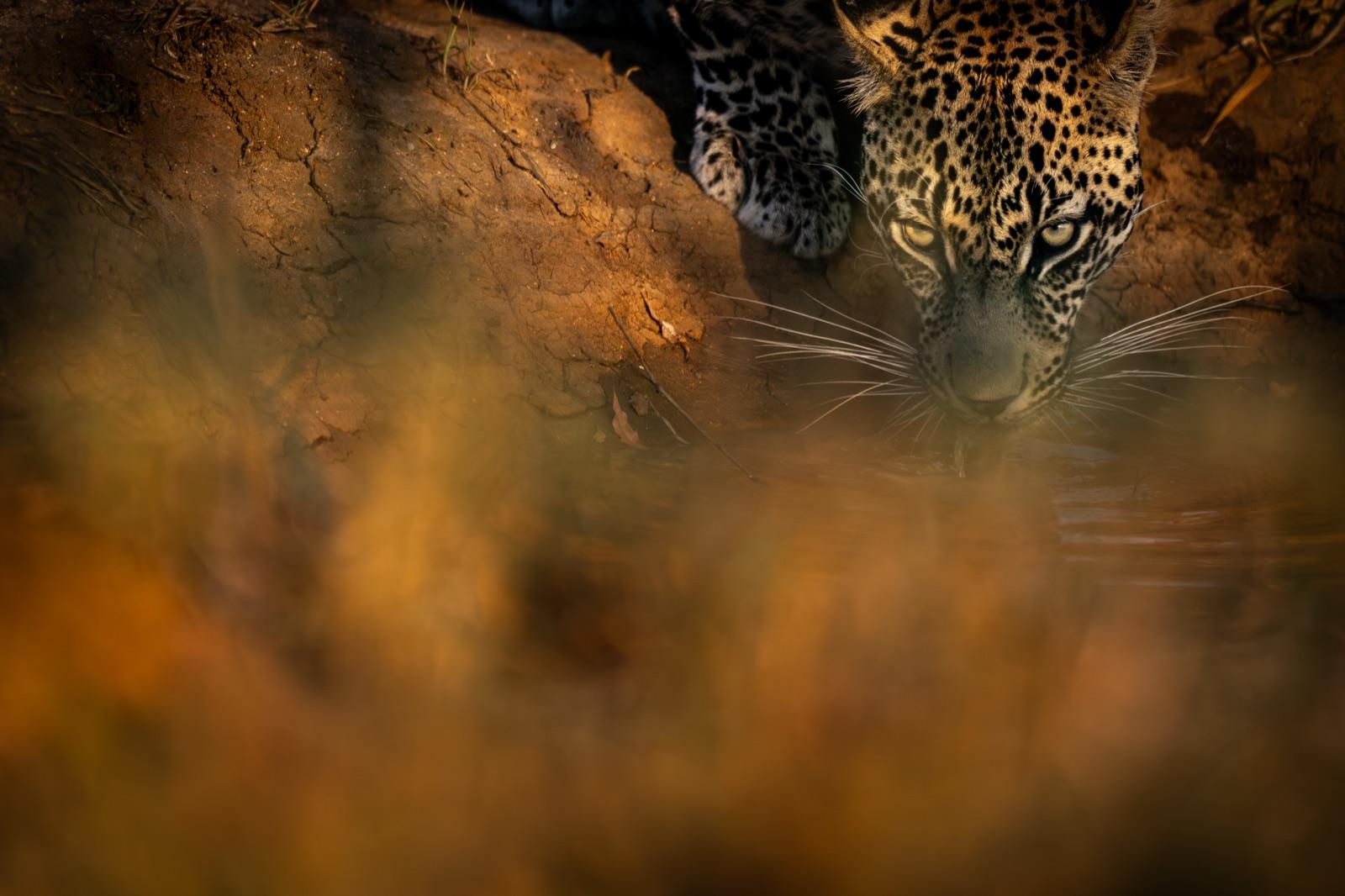Inside the Sabi Sand
