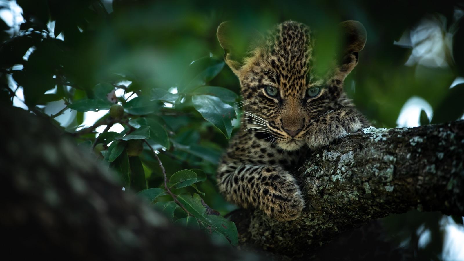 Leopard Country