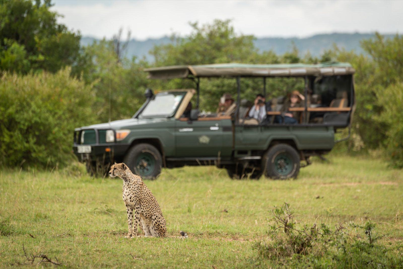 Tourists in truck watch cheetah on grass