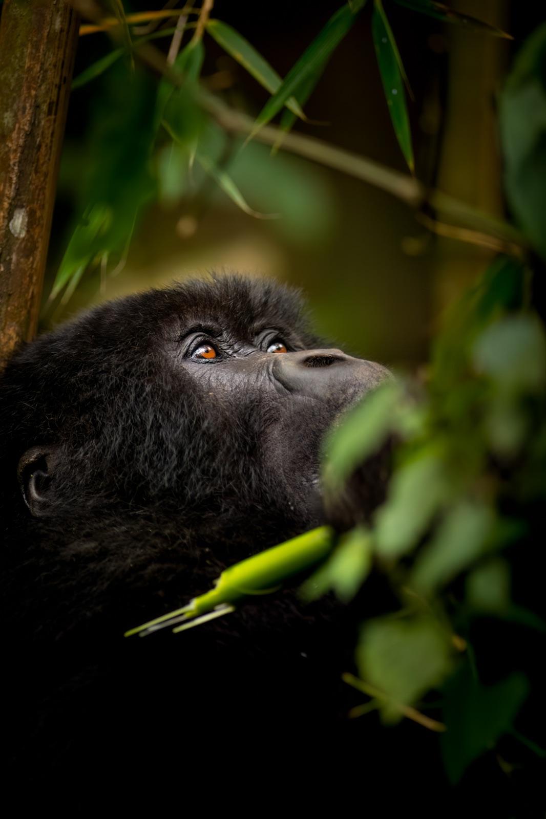 The Gorillas