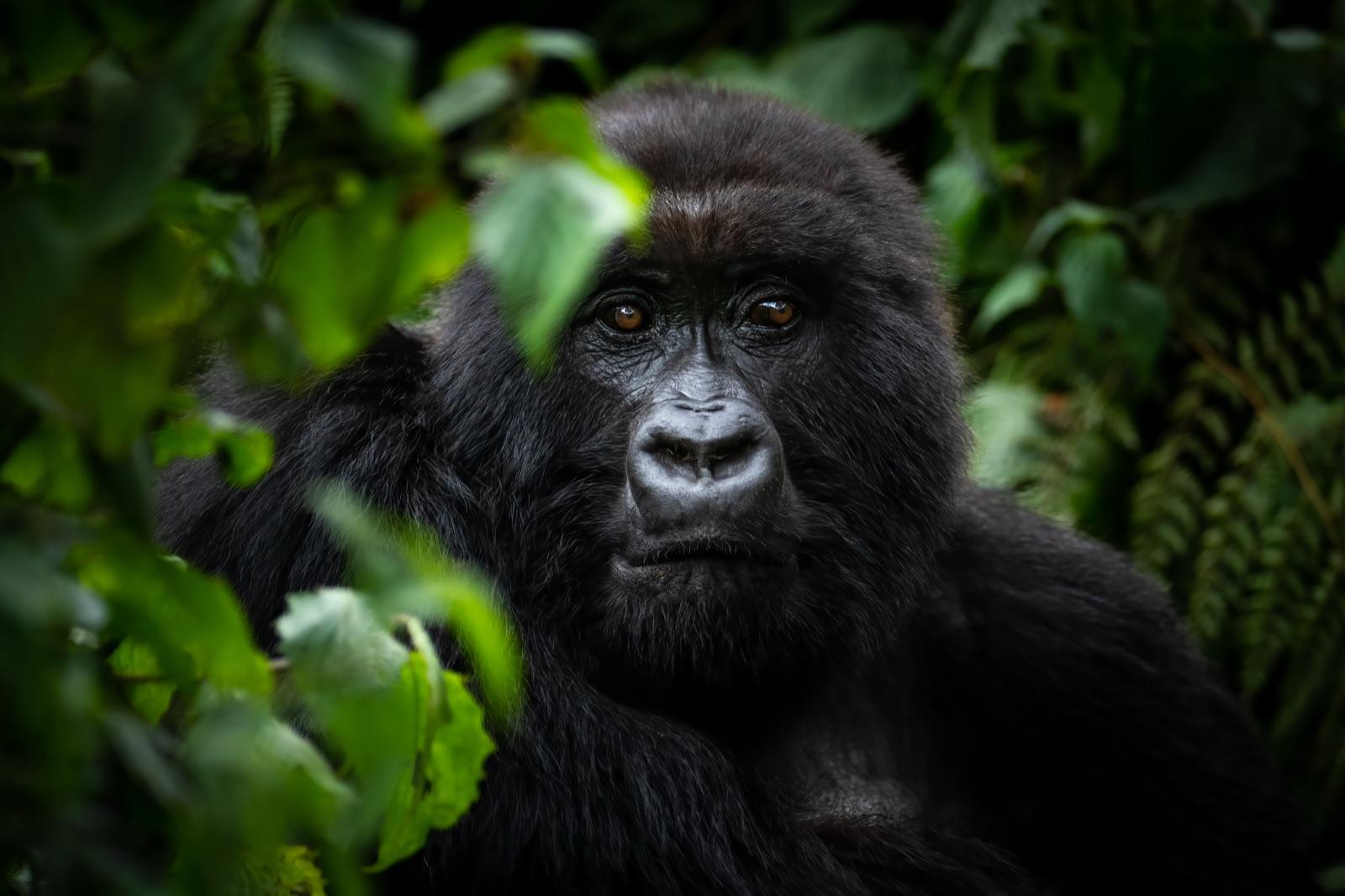 Deep in Gorilla Country